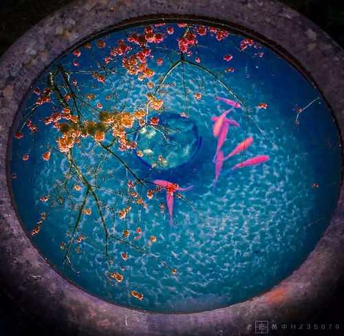 樂活 手機(jī)也能拍出大片 是的,去義烏看看第二屆全國(guó)手機(jī)攝影作品展吧