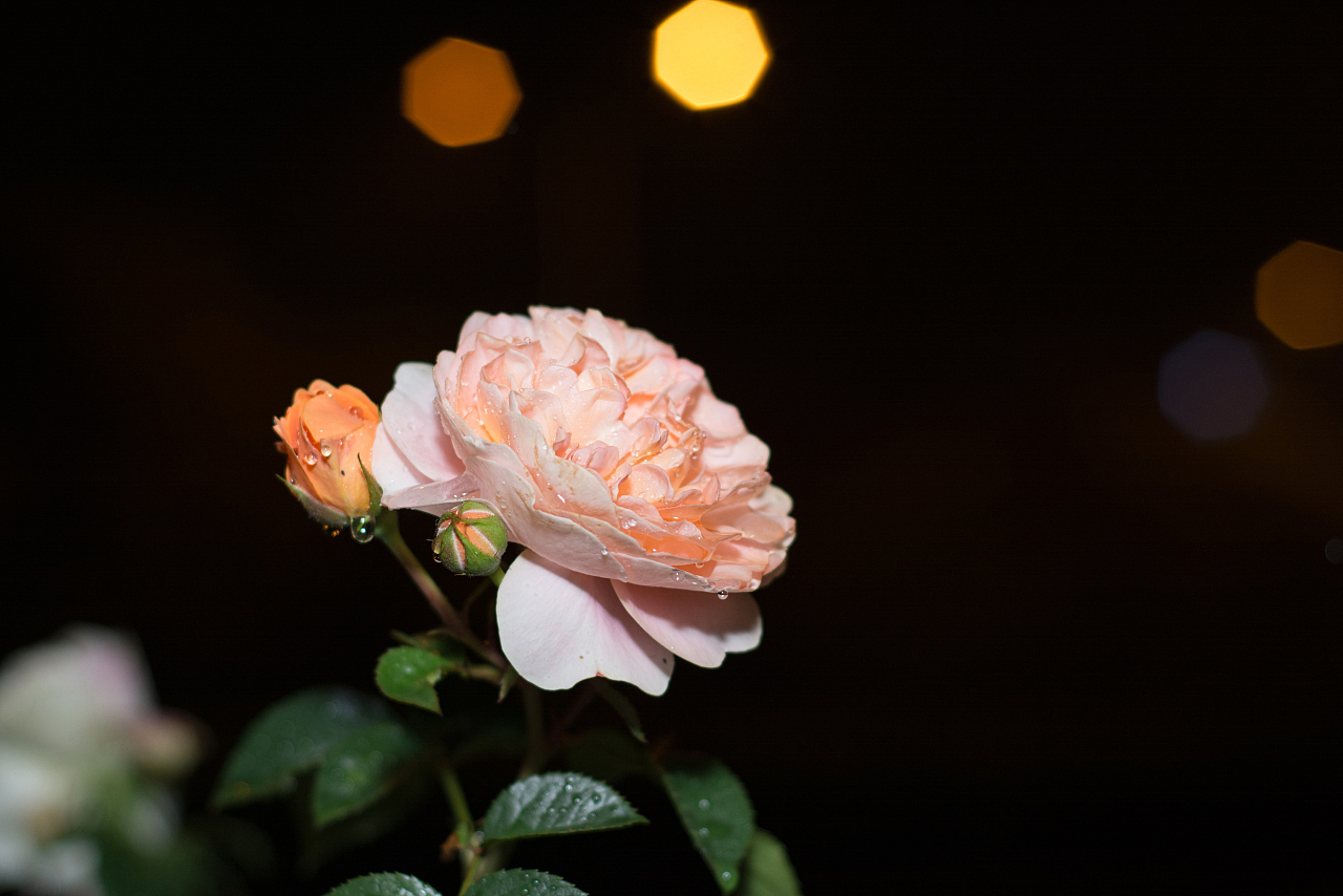 雨夜玫瑰|攝影|產(chǎn)品攝影|義烏彎仔