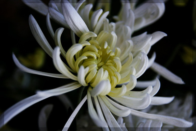 【秋攝影圖片】義烏生態攝影_太平洋電腦網攝影部落