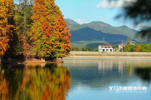 美得過分！義烏這個拍照圣地，不去一趟太可惜